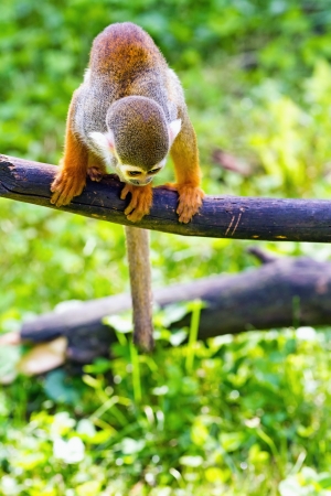 Squirrel monkey sitting on a tree branch の写真素材