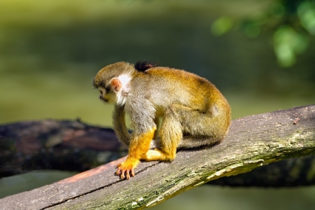 Squirrel monkey sitting on a tree branch 