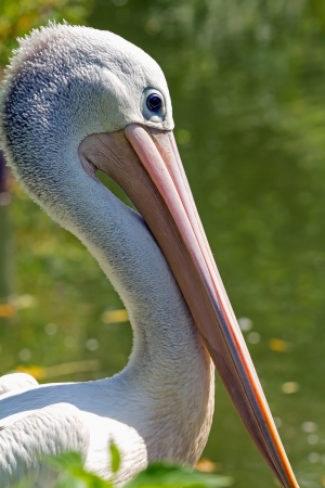 detailed view of the head pelicanの写真素材