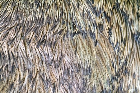 background of ostrich feathersの写真素材