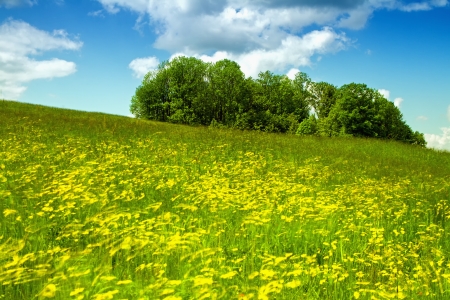 Spring meadow full of flowers in the windの写真素材