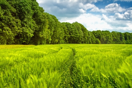 Path through the young grain to the forestの写真素材