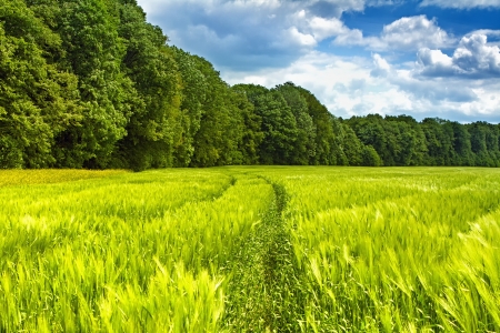 Path through the young grain to the forestの写真素材