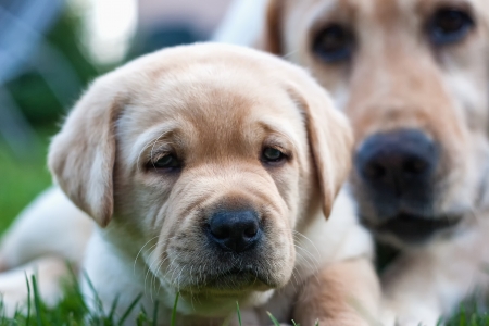 Labrador puppy guarded his momの写真素材