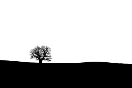 Silhouette of an old oak tree on the horizon - black and whiteの写真素材