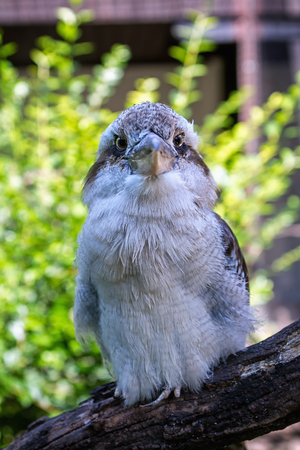 Laughing Kookaburra (Dacelo novaeguineae) sits sadly on a branch at the zooの写真素材