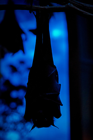 Nocturnal creature Egyptian (Rousettus aegyptiacus) fruit bat hanging upside down from a branchの写真素材