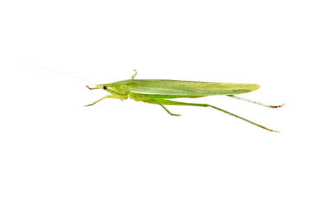 Amazing insect - Green Grasshopper isolated on white.の写真素材