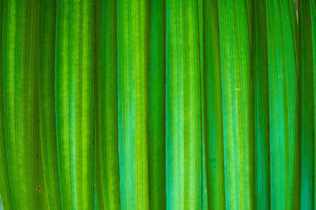 Texture from palma lives. Good bright green background.の写真素材
