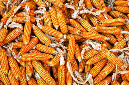 Dry yellow corn. Bright colorful natural texture.の写真素材