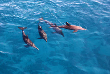 Group of playful dolphins in the bright blue seaの写真素材