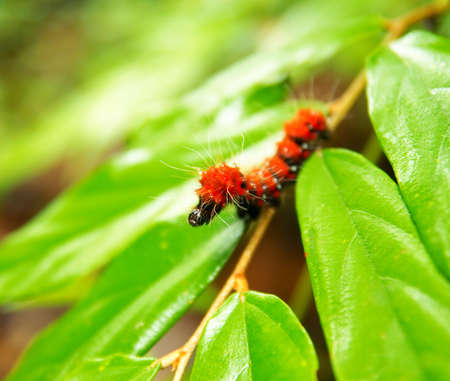 Giant red shaggy caterpillar. Macro photo of a bizarre organism.の写真素材