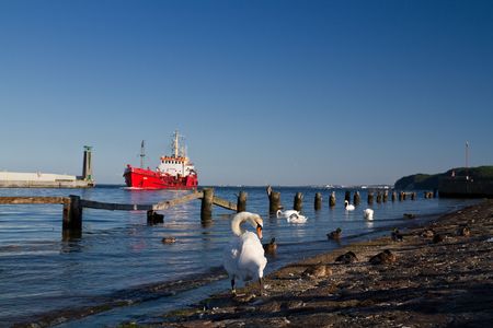 A white swanの写真素材