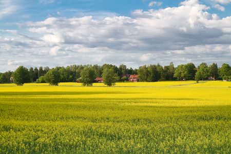A rape fieldの写真素材