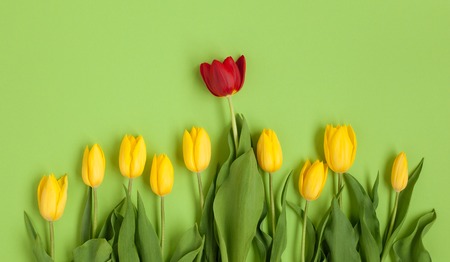 Yellow and red tulips from aboveの写真素材