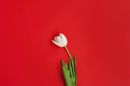 White tulip isolated on redの写真素材