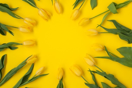Yellow tulips in a circleの写真素材