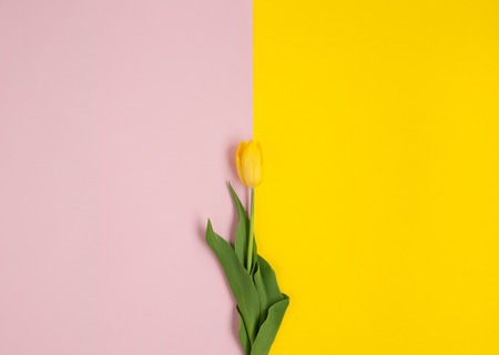 Yellow tulip on colorful backgroundの写真素材
