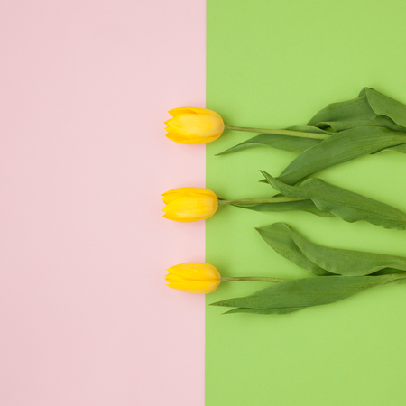 Three flowers on multicolored backgroundの写真素材