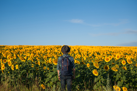 Man standing in sunflowers fieldの写真素材