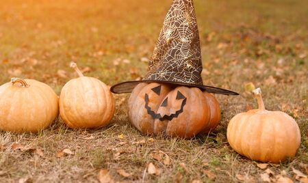 Decorated Halloween pumpkins on withered grass