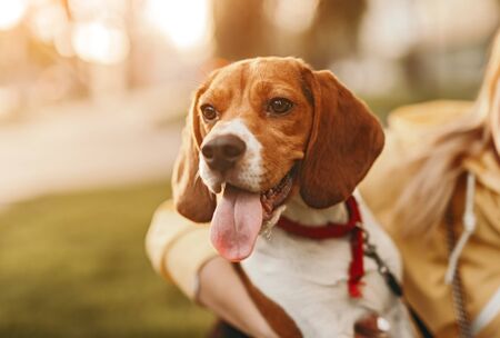 Happy dog with owner in parkの写真素材