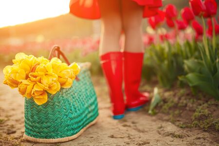 Wicker basket with yellow flowers placed on path near unrecognizable female on sunny summer day in tulip fieldの写真素材