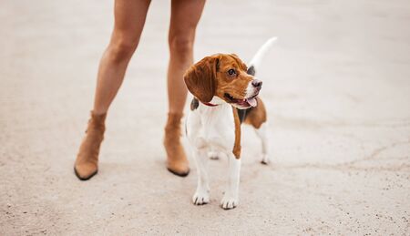 Curious dog standing sticking out tongue on beachの写真素材