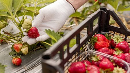 Gardener in white gloves checking and harvesting red strawberry in greenhouseの写真素材