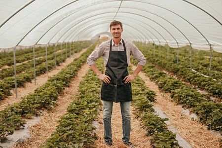 Adult pleased man in hothouse of strawberry farmの写真素材