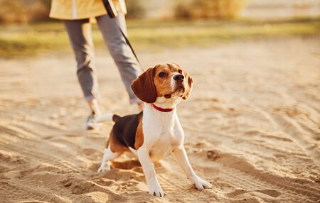 Alert beagle dog with woman standing on sandの写真素材