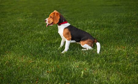 Obedient dog sitting on grassの写真素材