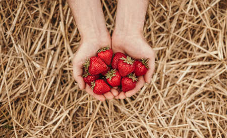 Red ripe strawberry in male hands