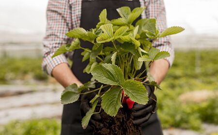 Crop seasonal worker with uprooted strawberry plantの写真素材