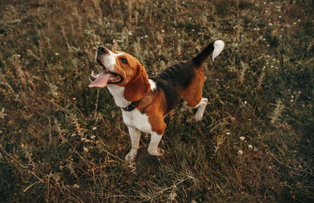 Funny dog in grassy fieldの写真素材