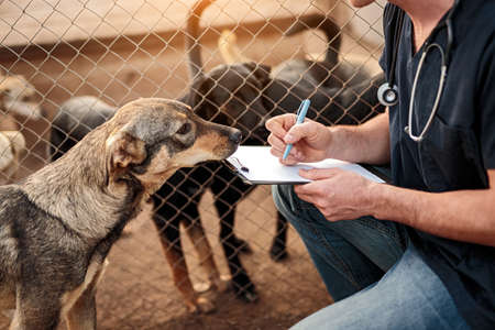 Crop veterinary visiting dogs in shelterの写真素材