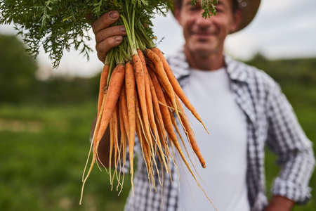 Mature farmer showing ripe carrotsの写真素材