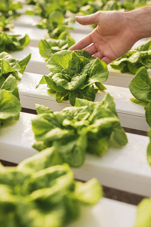Crop farmer checking lettuce in greenhouseの写真素材