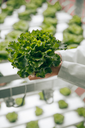 Unrecognizable gardener showing fresh lettuceの写真素材