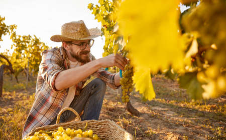 Bearded man harvesting grapes on farmの写真素材