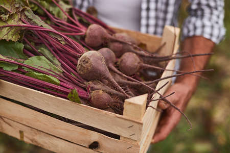 Farmer with box of beetroot harvest