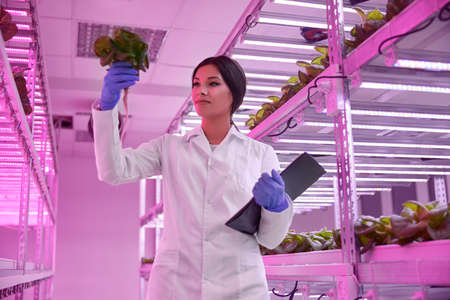 Female scientist examining green Tatsoi plant in hothouseの写真素材