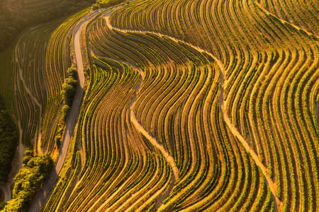 Agricultural plantations in summer countrysideの写真素材