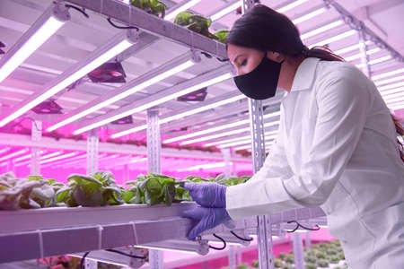 Biologist checking plants in greenhouseの写真素材