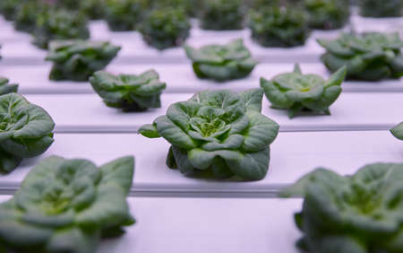 Lettuce seedlings in hydroponic hothouseの写真素材