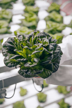 Green lettuce growing in greenhouseの写真素材