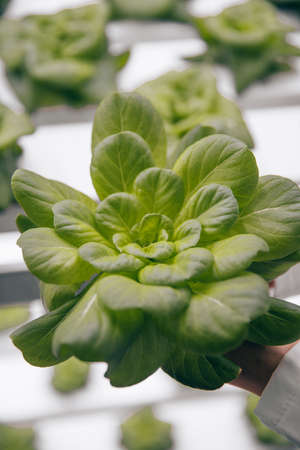 Crop scientist with green Tatsoi in greenhouseの写真素材