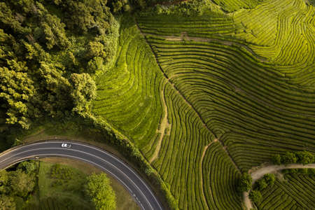 Drone view of green tea plantationsの写真素材