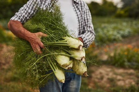 Farmer with bunch of fresh fennel in fieldの写真素材