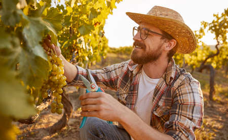 Winemaker picking grapes in vineyard